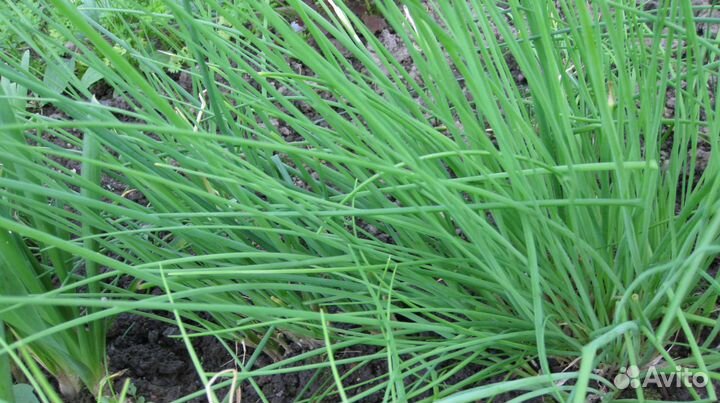 Крыжовник, смородна, зелень, цветы, рассада