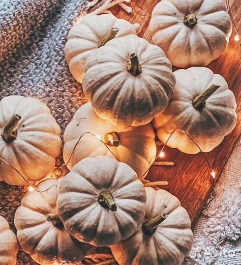 Тыква декоративная белая