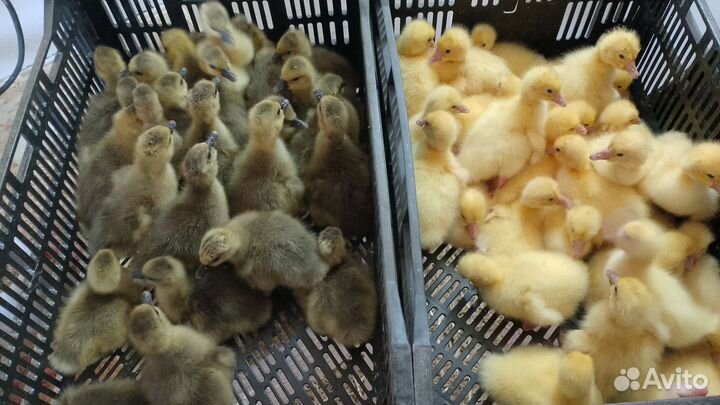 Куры молодка, Утята,Гусята суточные и подрощенные