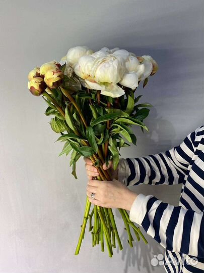 Пион доктор бретур