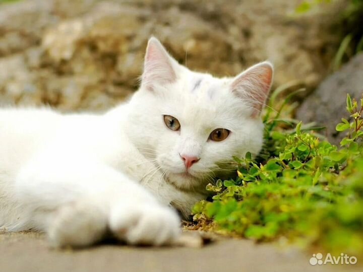 Котенок мальчик бесплатно