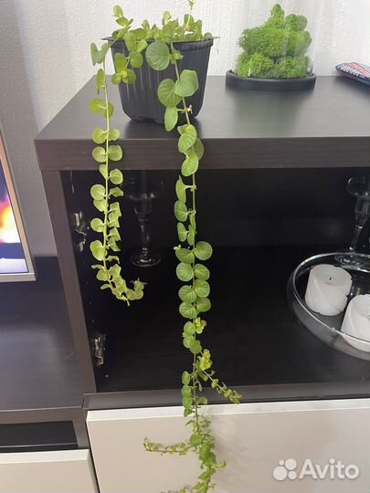 Вербейник монетчатый