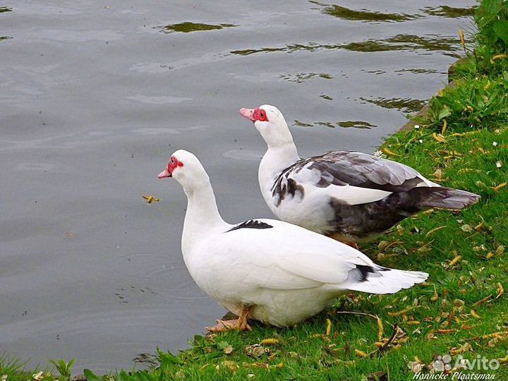 Утки индоутки