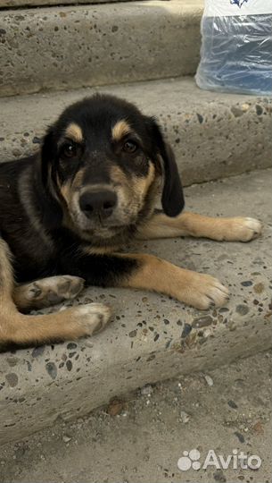 Милый игривый пес