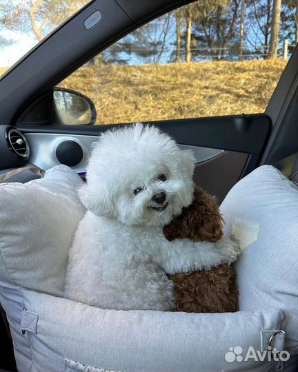 Мальтипу тедди f1 и f2 Смотрите профиль