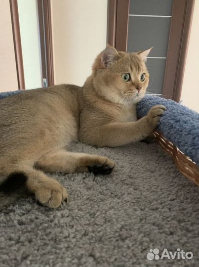 Шотландский кот вязка