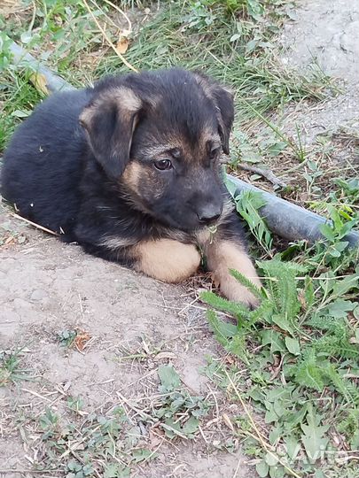 Щенки овчарки отдам бесплатно