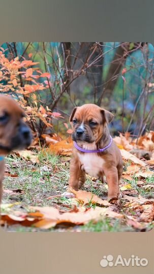 Мощные щеночки