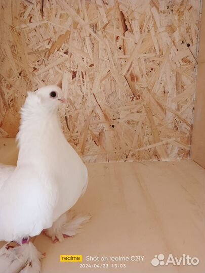 Статные голуби