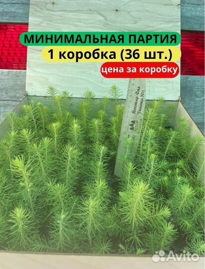 Сеянцы сосны обыкновенной зкс