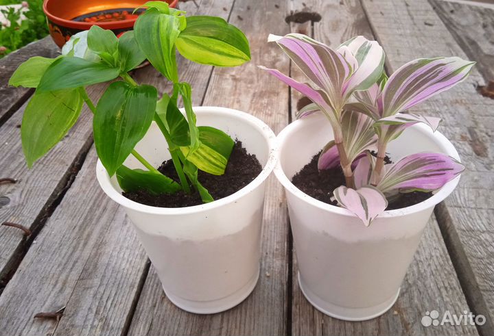 Традесканция, герань, сингониум