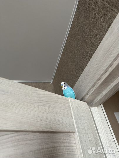 Волнистый попугай