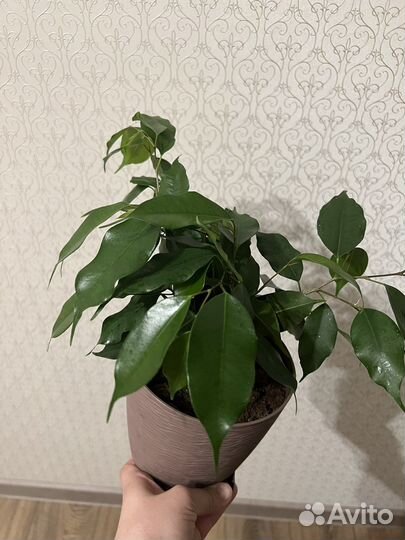 Фикус бенджамина