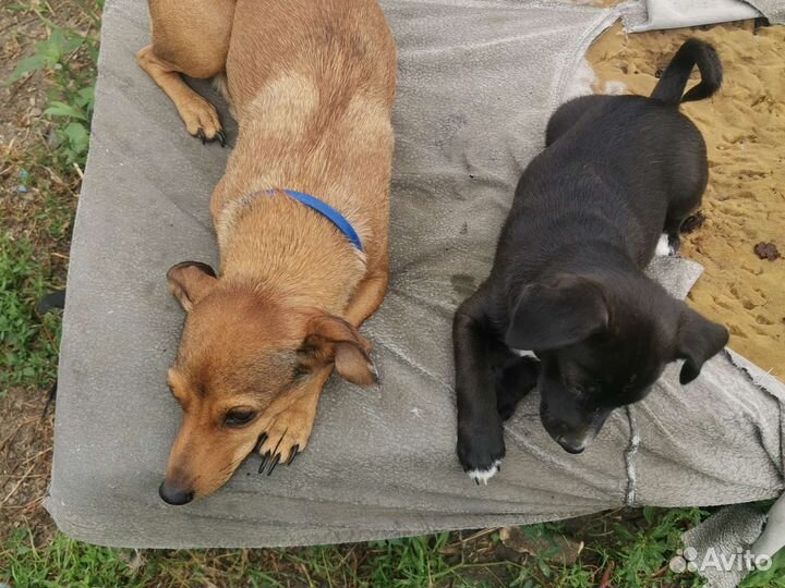 Собака маленькая порода