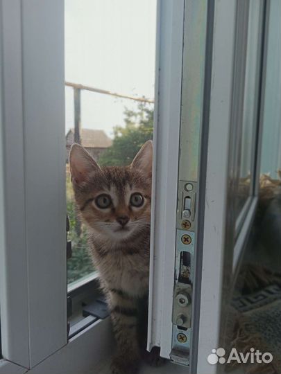 Котята