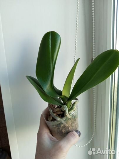 Орхидея Fuller's Sunset размер 2,5