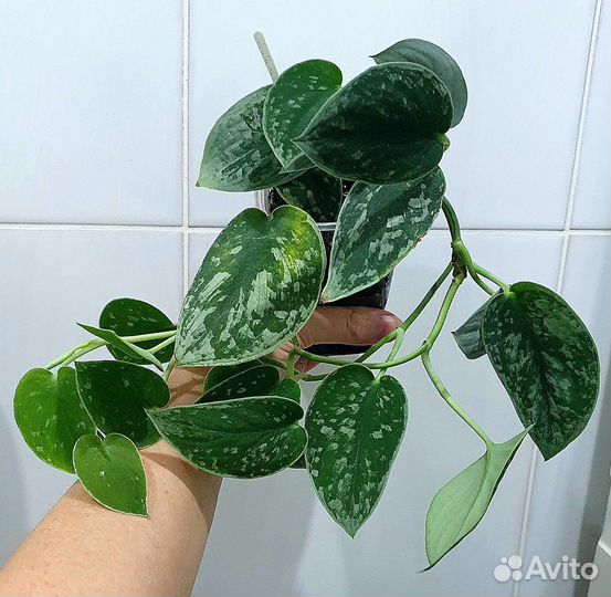 Сциндапсусы сортовые