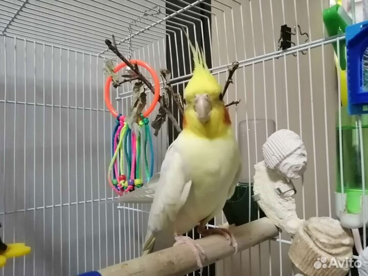 Попугай корелла с клеткой