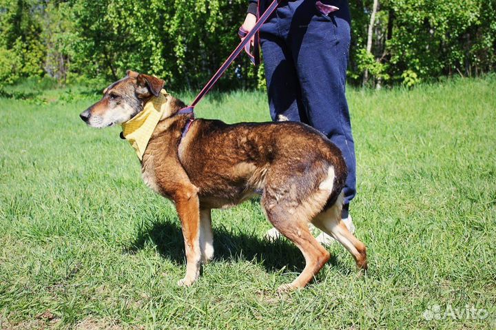 Магда - Спокойная и ласковая собака осталась одна