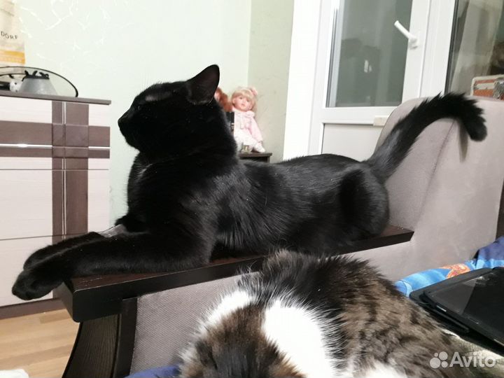 Отдам, чёрного полубританского кота