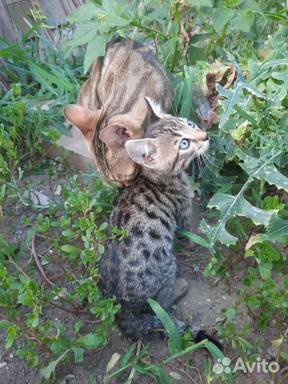 Котёнок бенгал