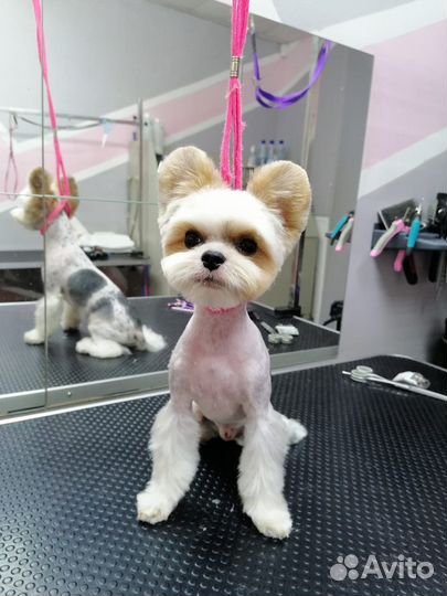 Бивер йорк мини беби фейс вязка