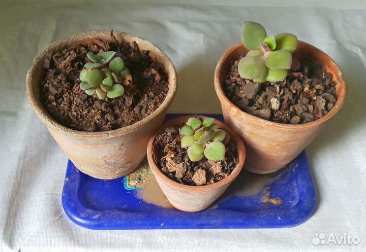 Денежное дерево (толстянка) в керамическом горшке