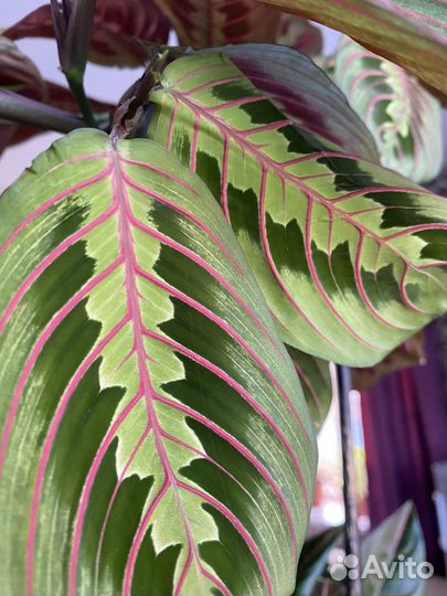 Цветы домашние в горшках