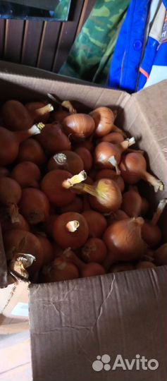 Лук репчатый