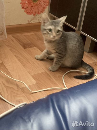Котенок мальчик серый