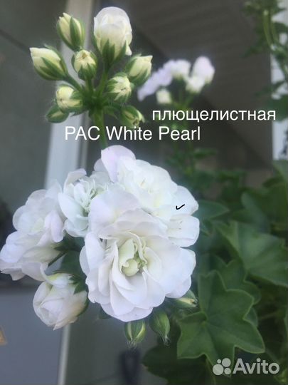 Пеларгония сортовая