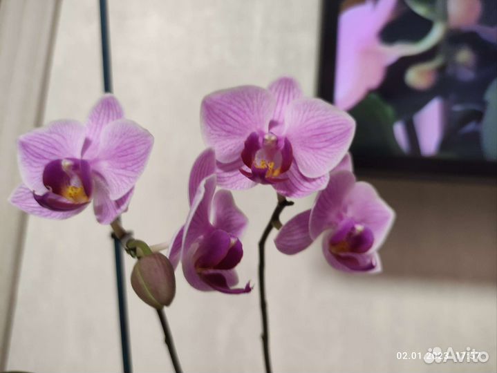 Орхидея Манчестер