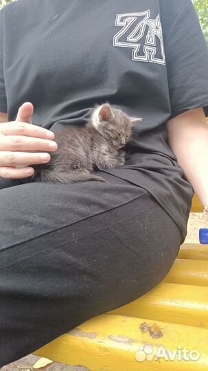 Котенок (2-3 недели)