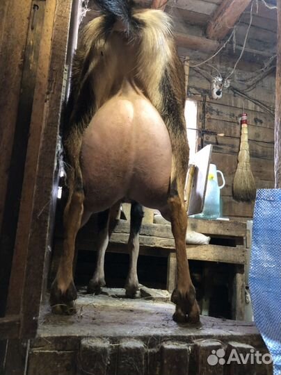 Козел, козлик чешский, альпийский, ламанча