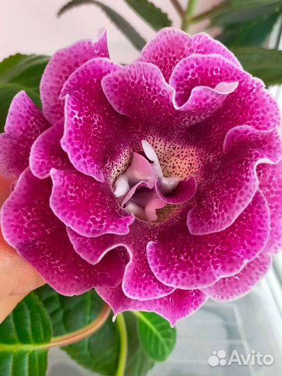 Глоксиния махровая лист, цветущая