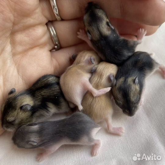 Джунгарские хомяки ручные малыши