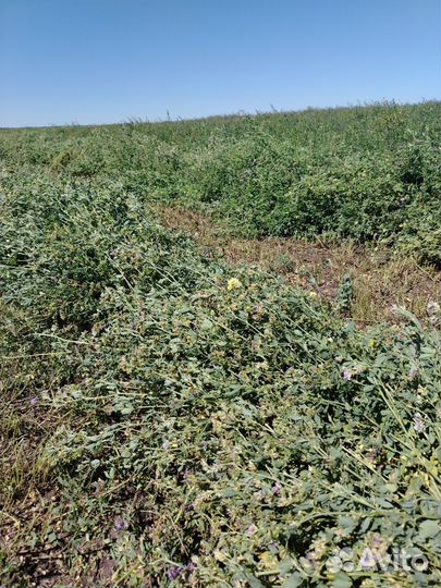 Сено, чистая люцерка. Продаётся н/п Тоншерма