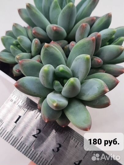 Pachyveria glauca / Пахиверия сизая