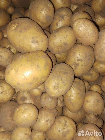 Продам картофель