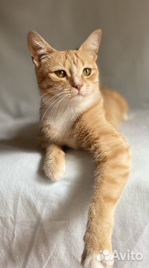 Кошка в дар бесплатно