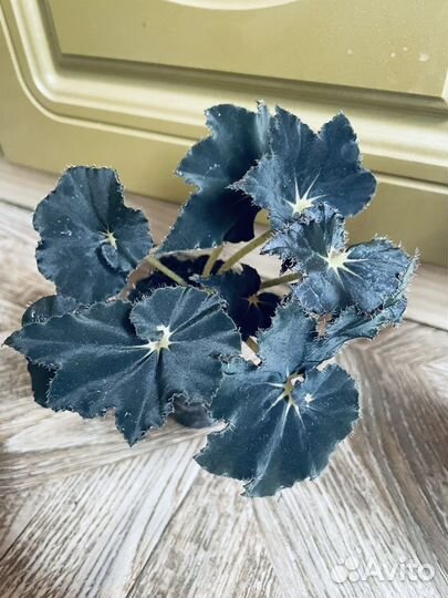 Бегонии сортовые