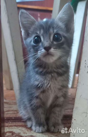 Кошка отдам в хороший руки