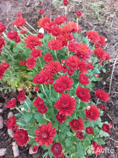 Хризантемы