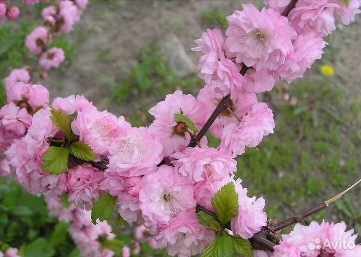 Саженцы миндаль оптом