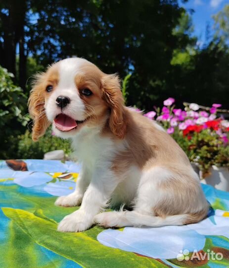 Шикарные Щенки Кавалер Кинг Чарльз спаниель