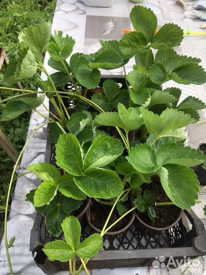 Клубника рассада Джоли