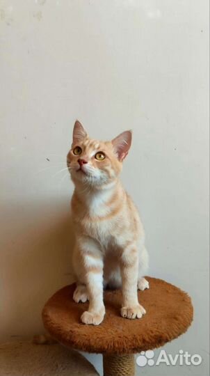 Котики в добрые руки