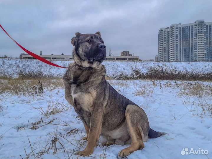 Мощь и красота в добрые руки