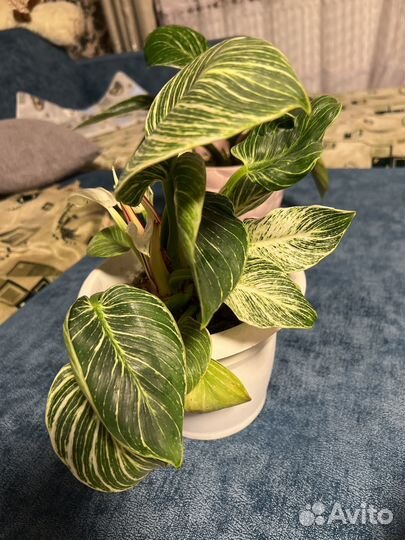 Филодендрон биркин