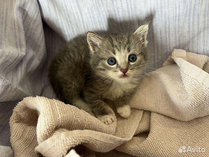Котенок серый мальчик